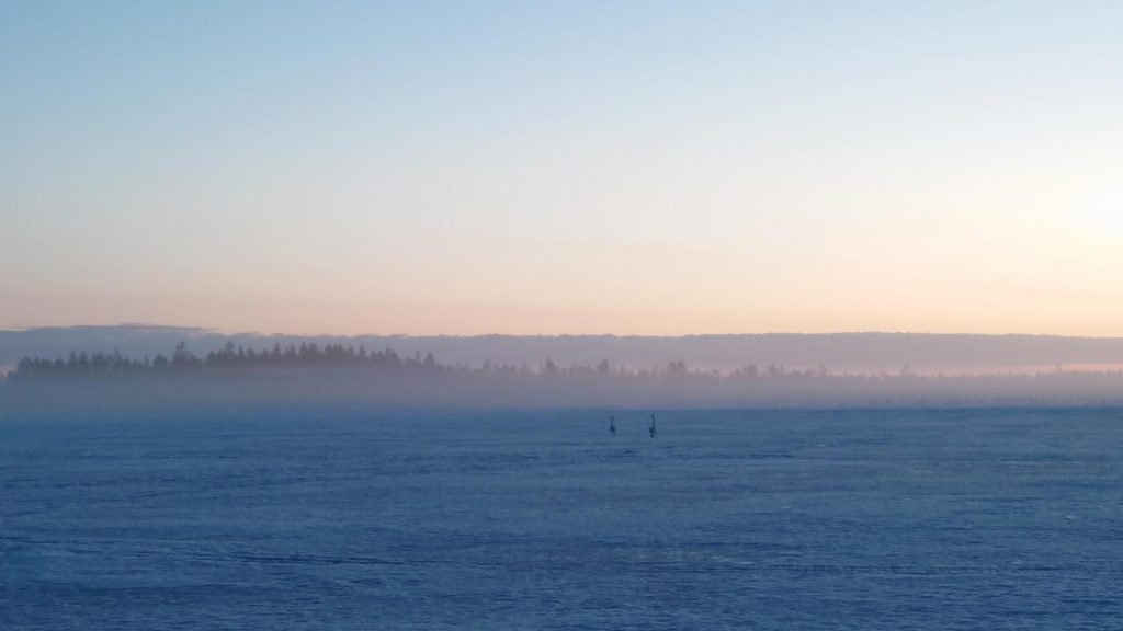 Swans on snow crust  before sunrise